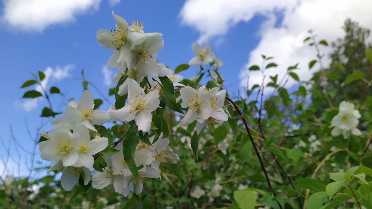 valkoisia jasmiinikukkia