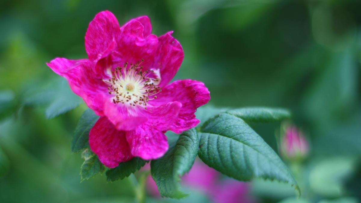 fuksian pinkki ruusu